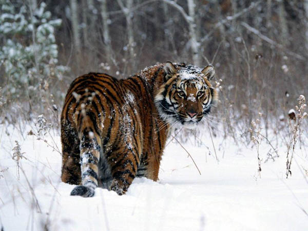trip to Siberian Tiger Heilongjiang